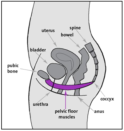 What is the Pelvic Floor?